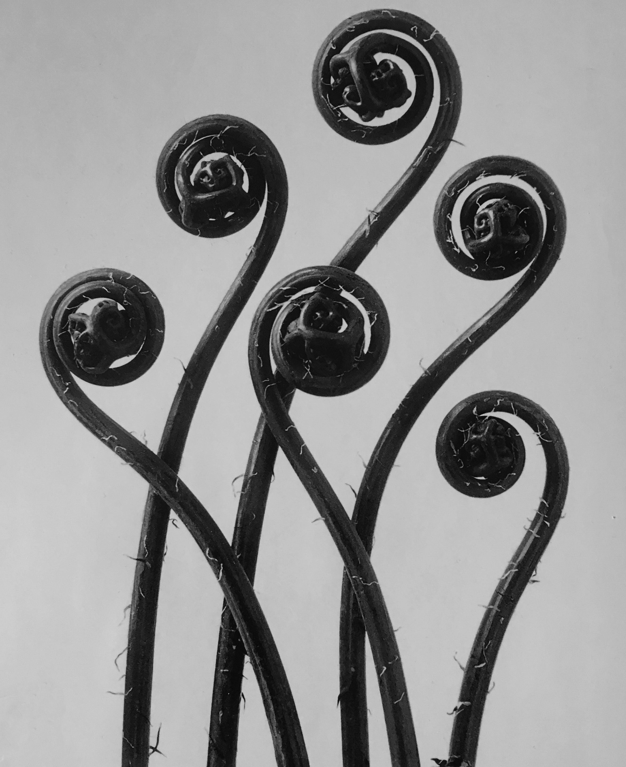 foto Karl Blossfeldt