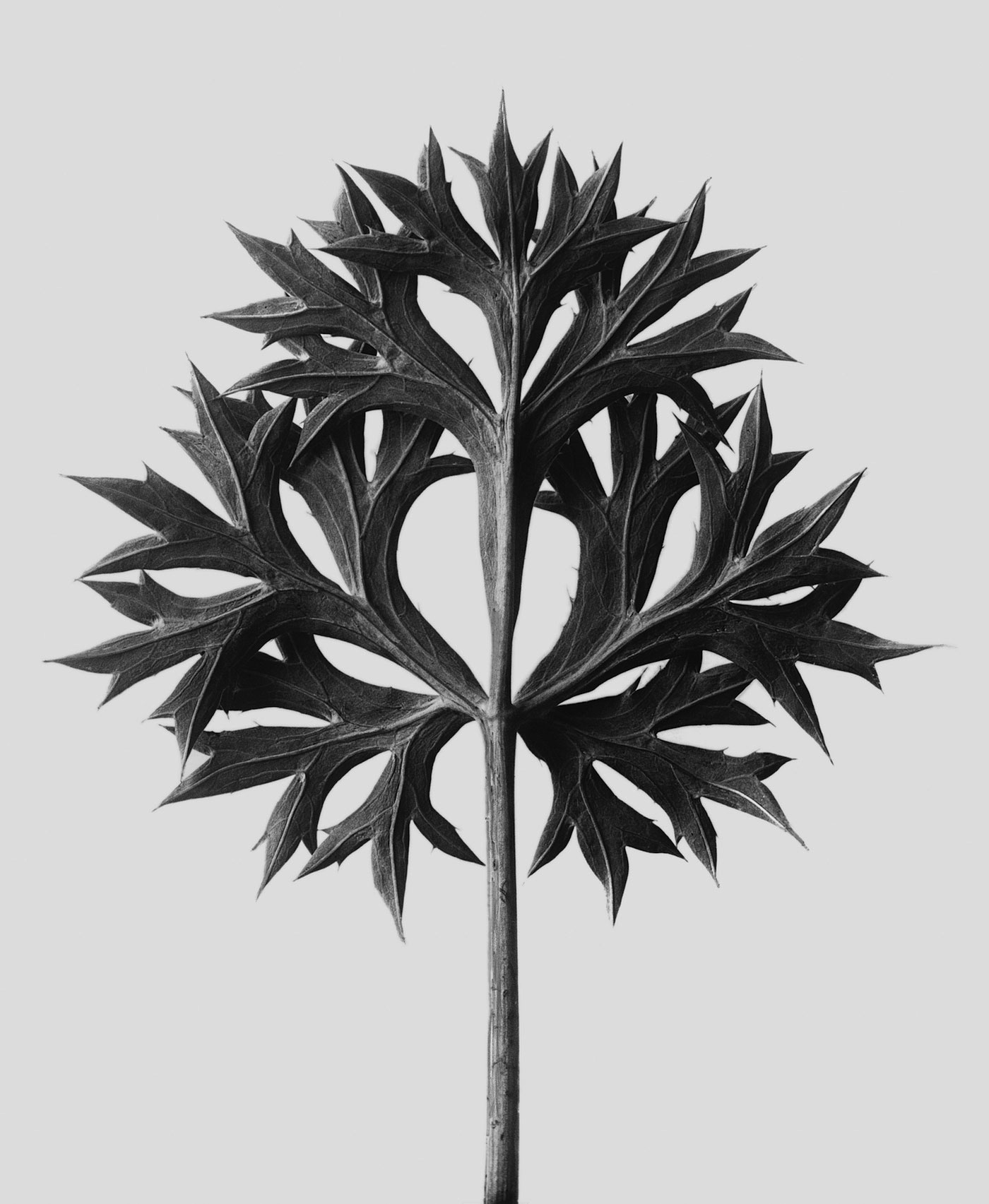 foto Karl Blossfeldt