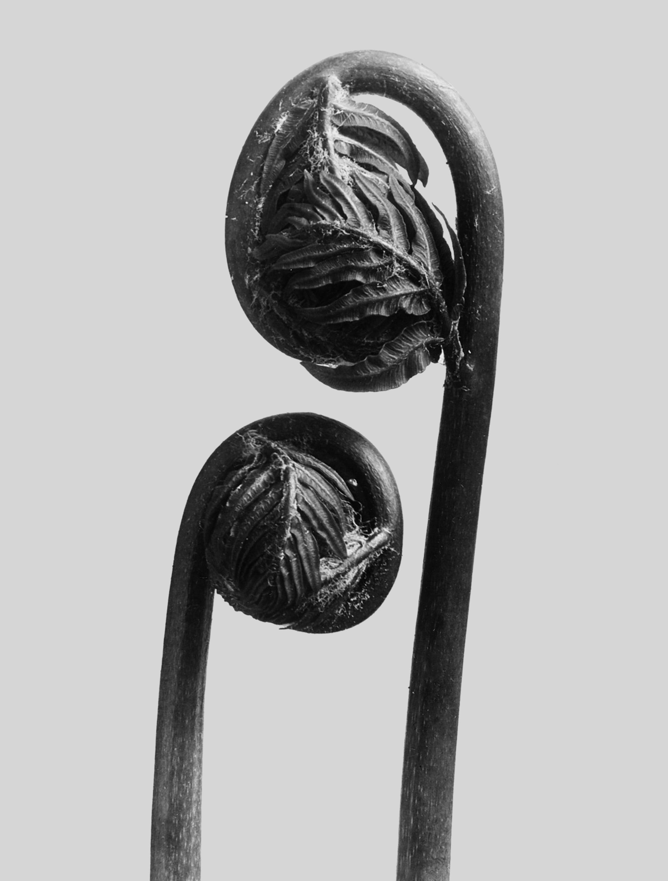 foto Karl Blossfeldt