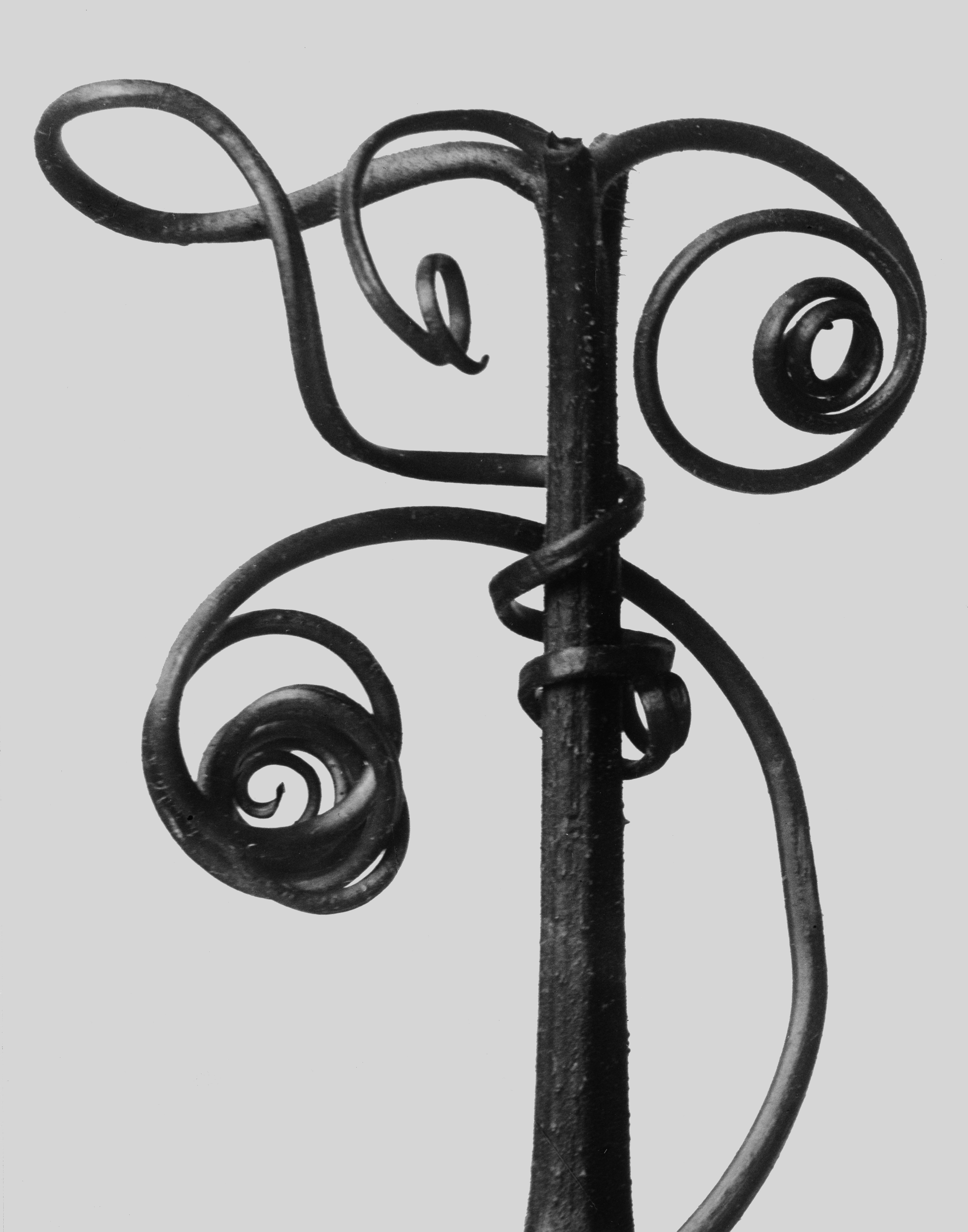 foto Karl Blossfeldt