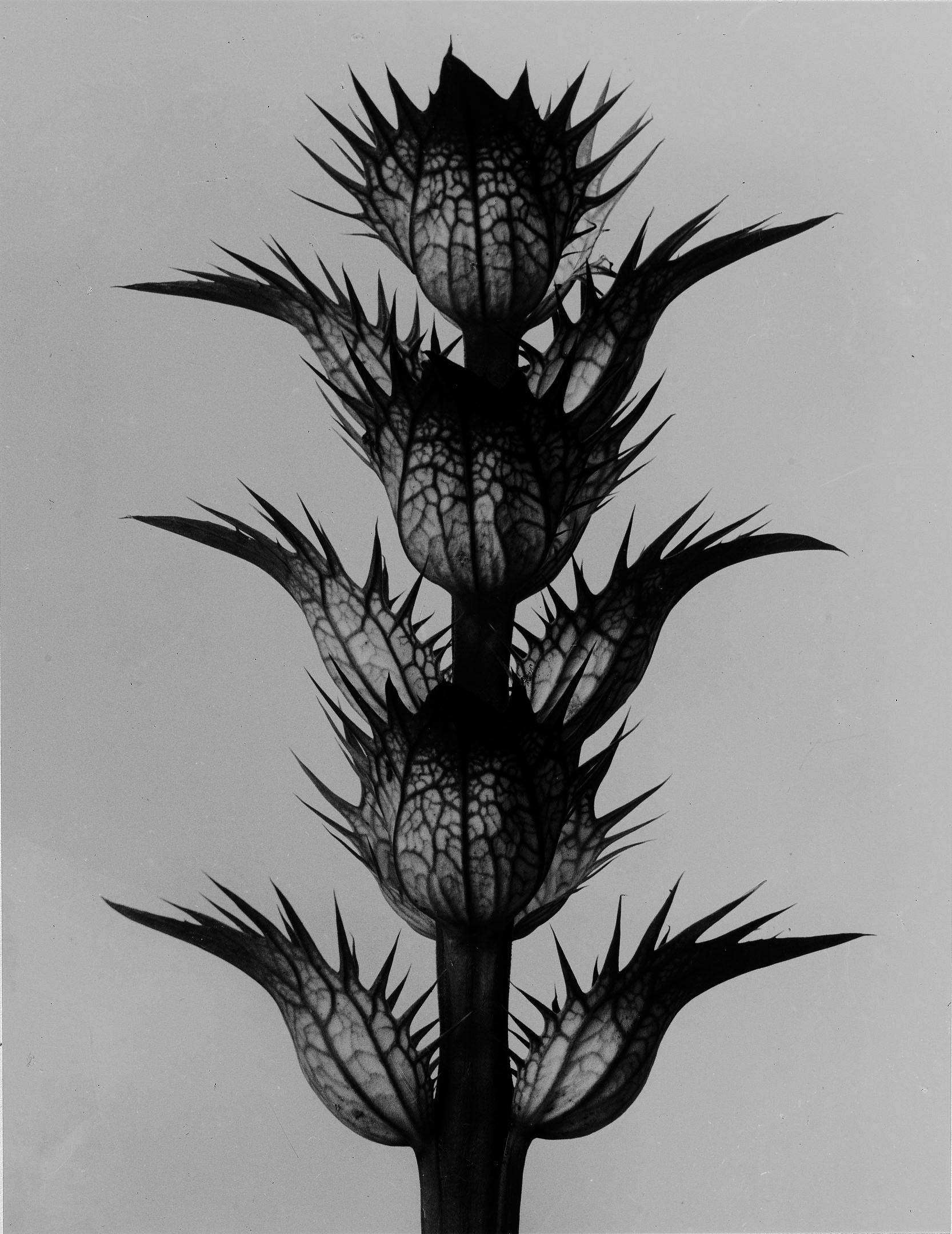 foto Karl Blossfeldt