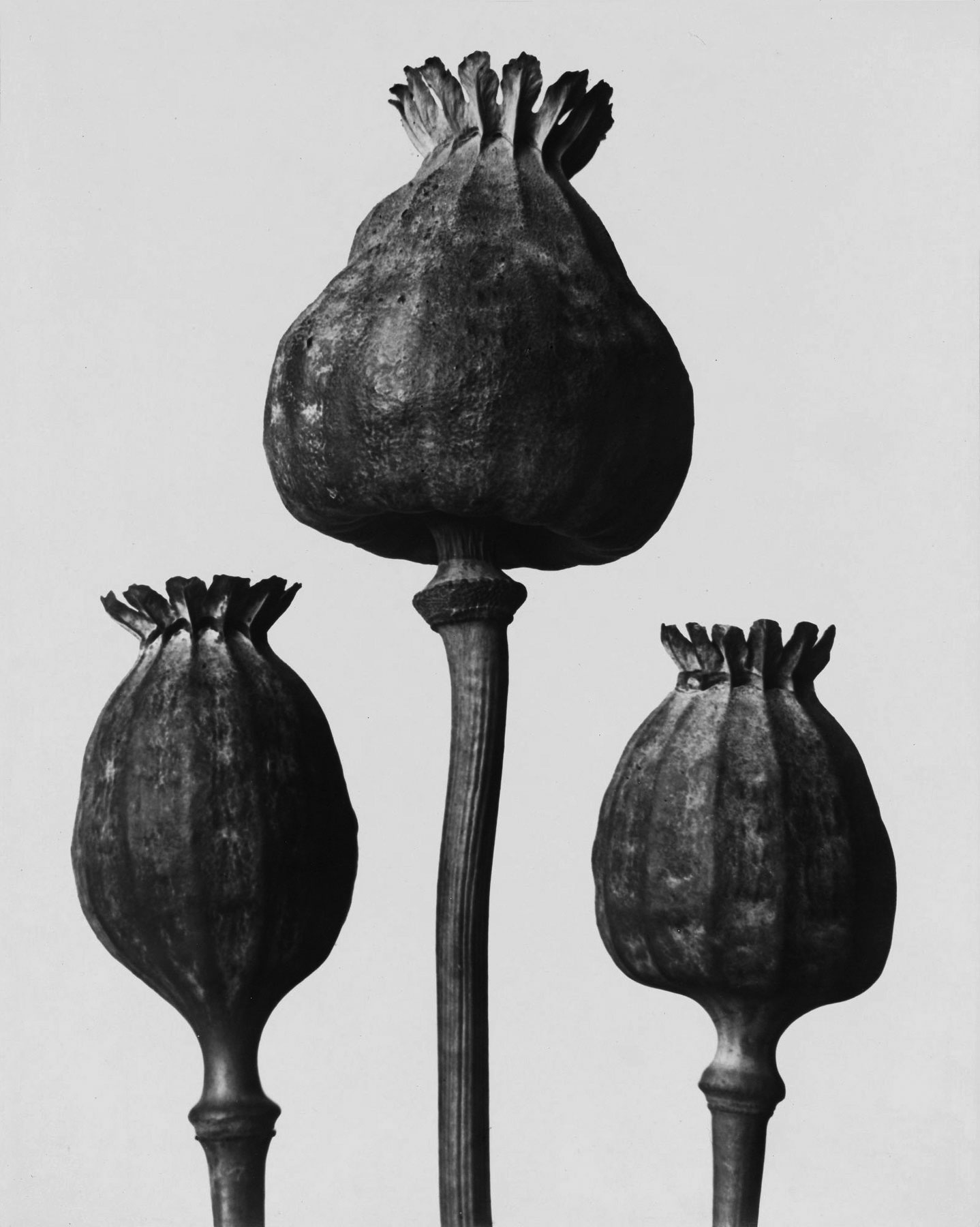 foto Karl Blossfeldt