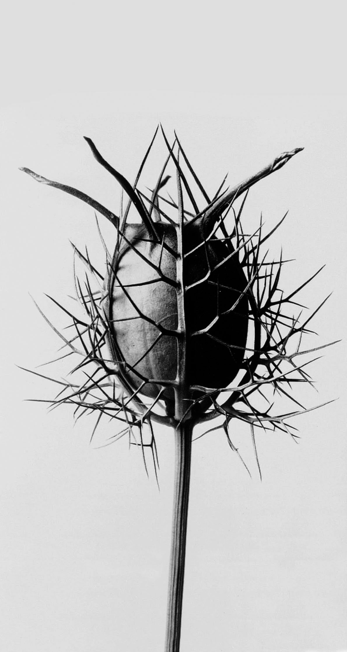 foto Karl Blossfeldt