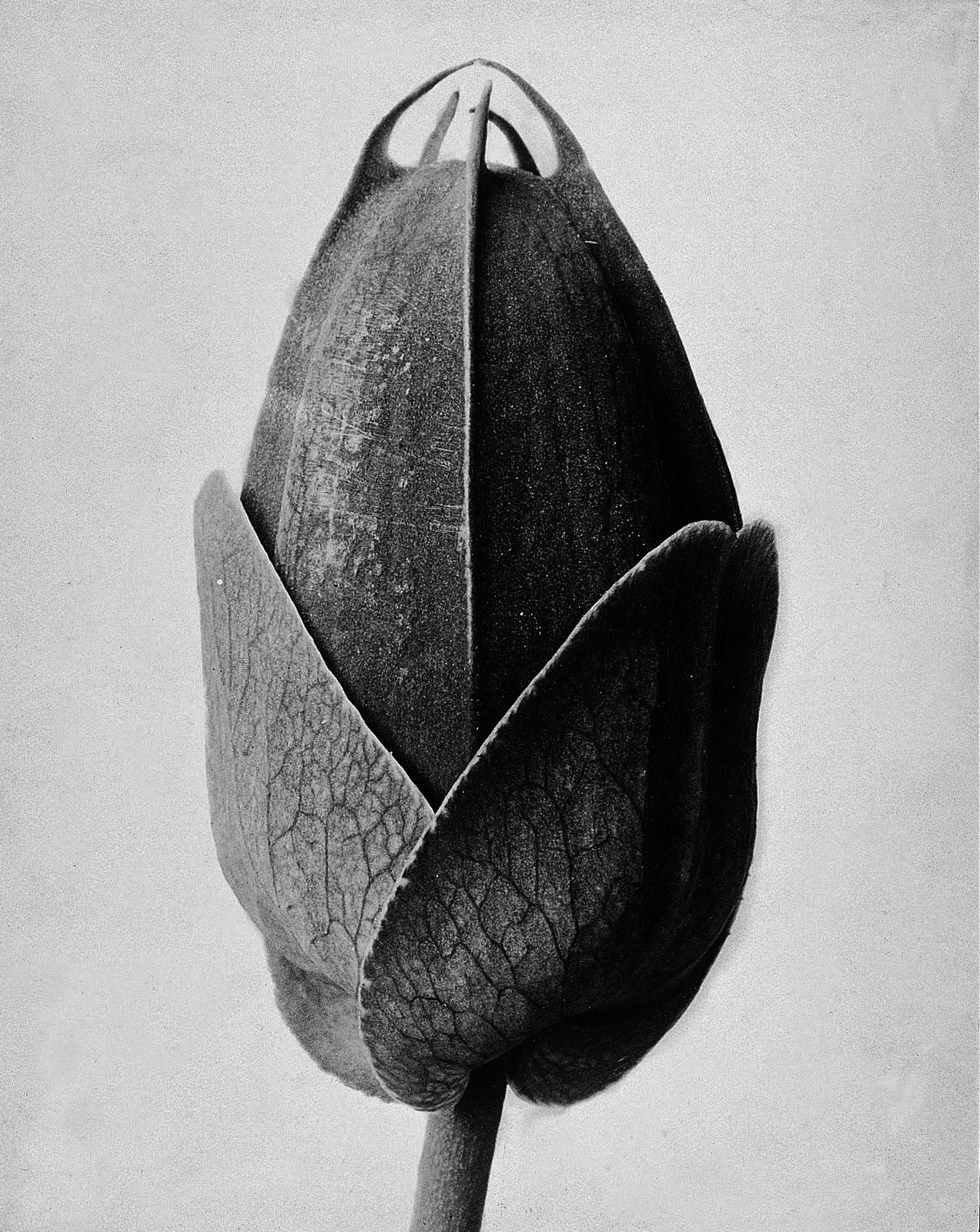 foto Karl Blossfeldt