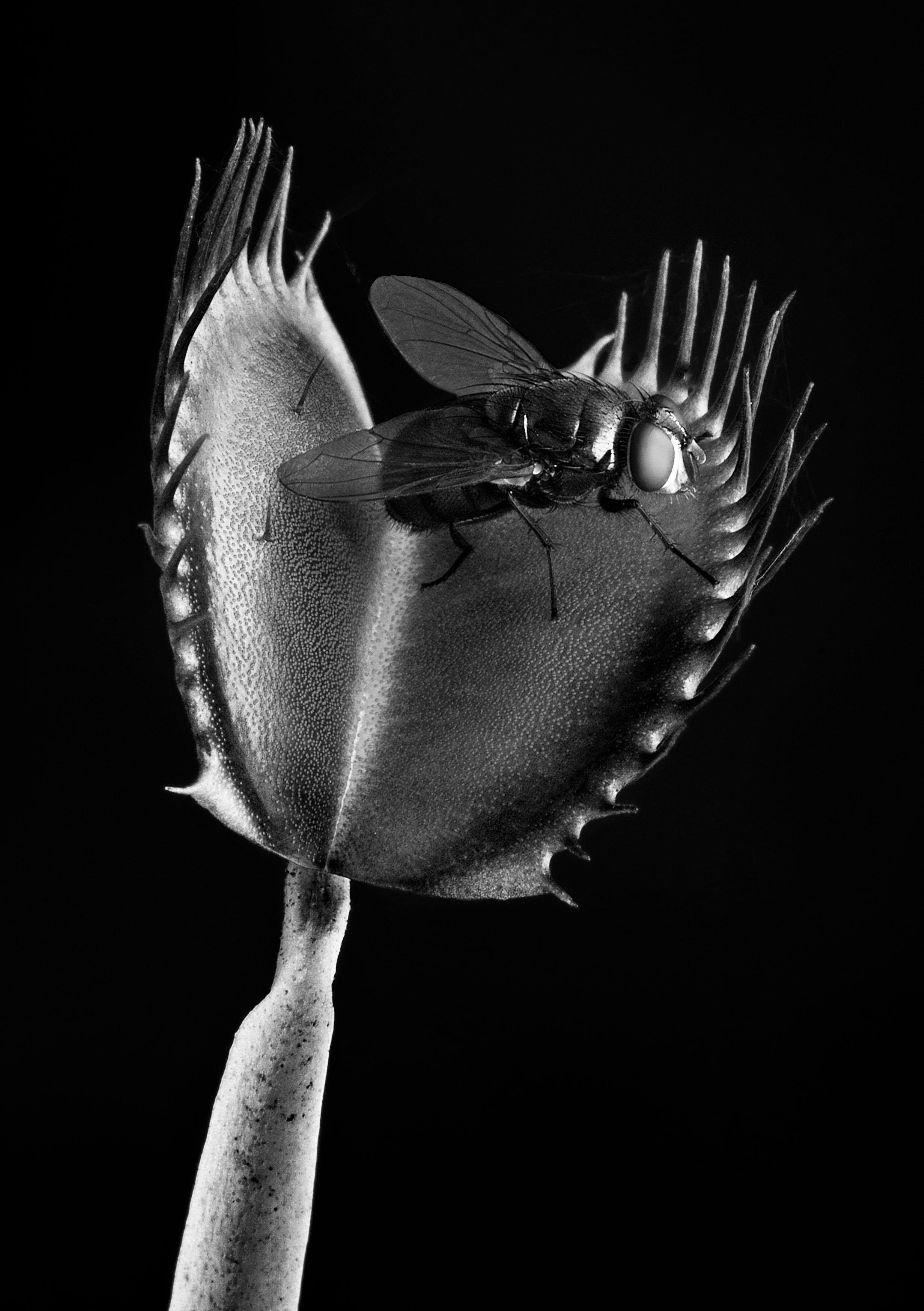 mosca en planta carnívora