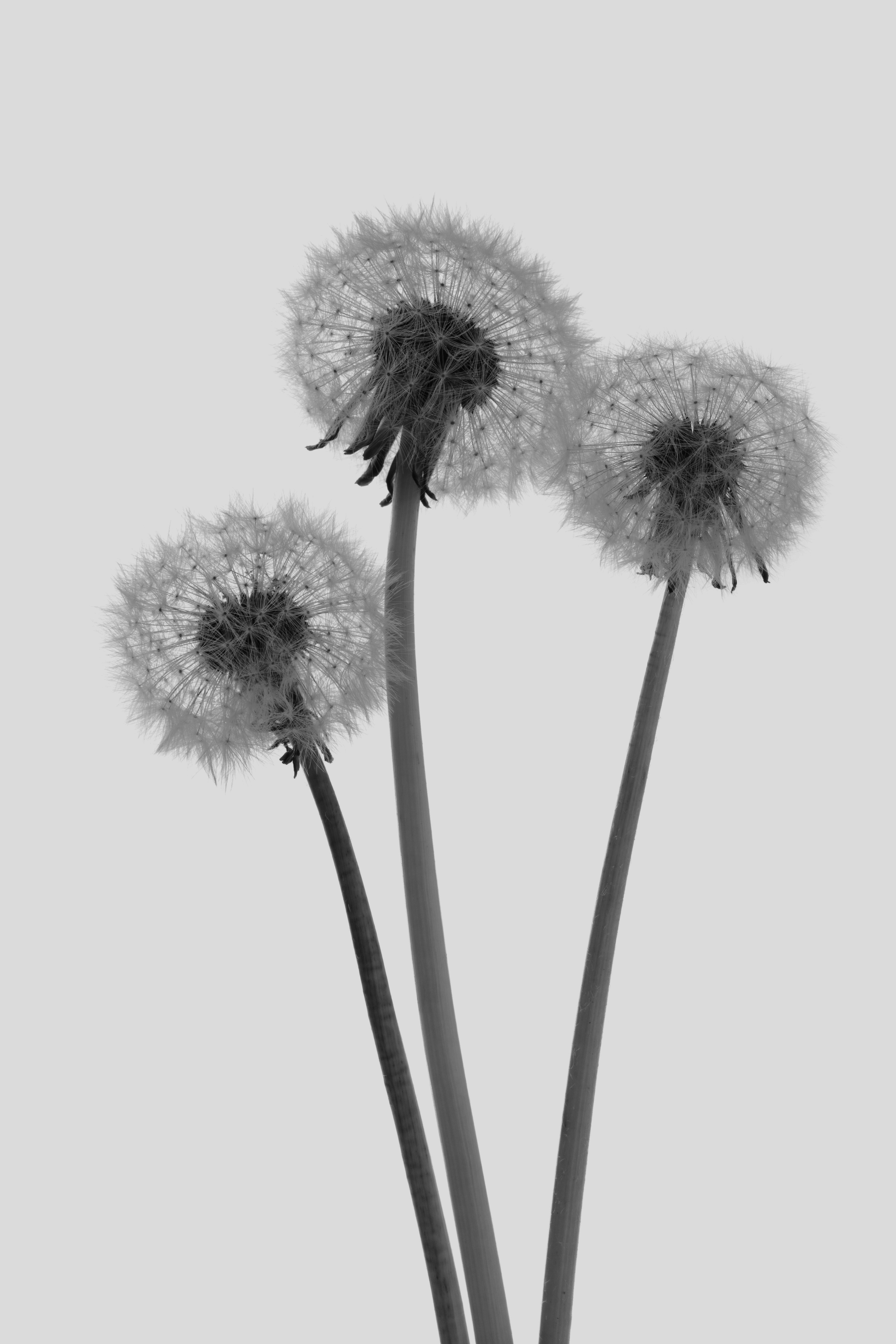 foto Karl Blossfeldt